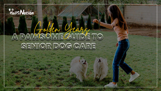 Golden Years: A Pawsome Guide to Senior Dog Care