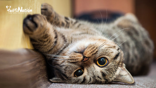 Purr-fectly Healthy & Happy: 6 Expert Tips for Cat Care
