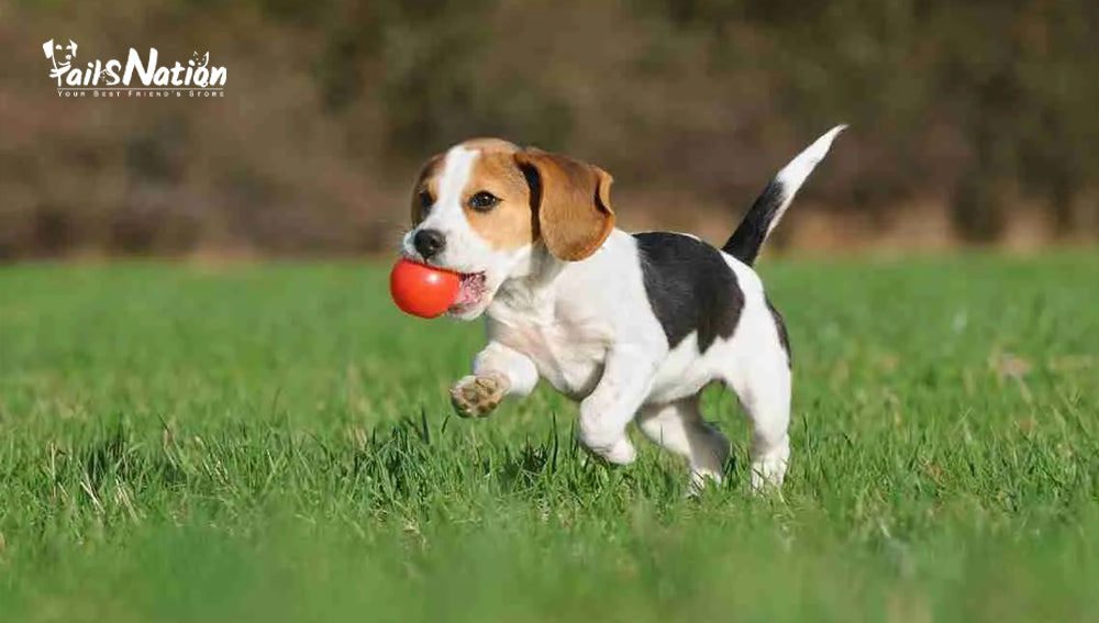 Entertaining Your Dog with Interactive Toys: A Guide to Enriching Playtime