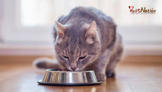 Top 5 Cat Foods Recommended by Veterinarians