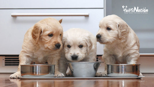 5 Best Dog Foods for a Healthy and Happy Puppy