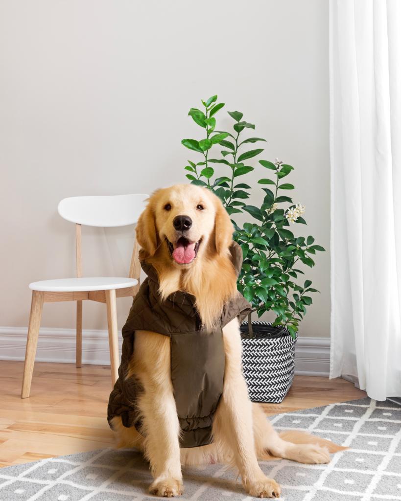 Pet Snugs Water-Resistant Top & Soft Cotton Lining Jacket For Your Furry Friend Olive Green