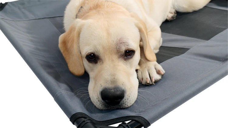 M-Pets Elevated Dog Bed