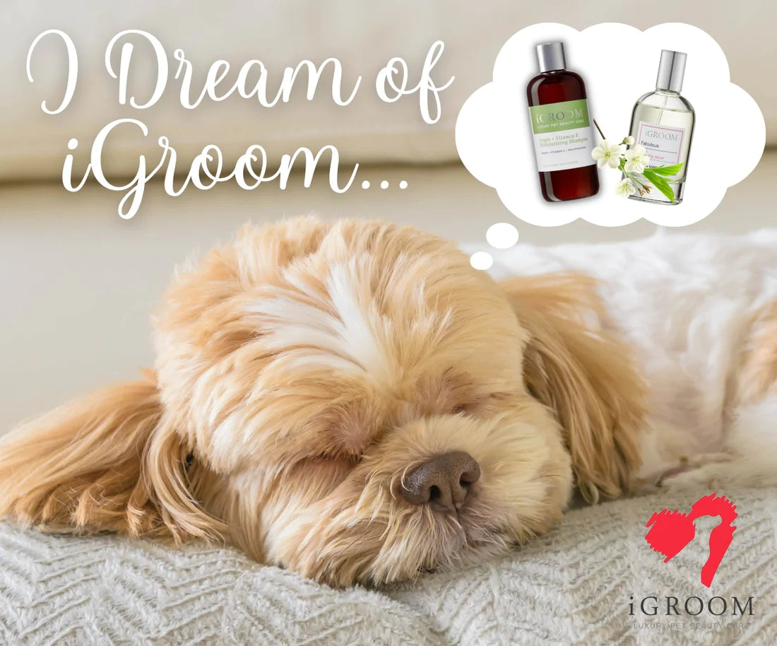 iGroom Argan + Vitamin E Shampoo For Dog 473ml
