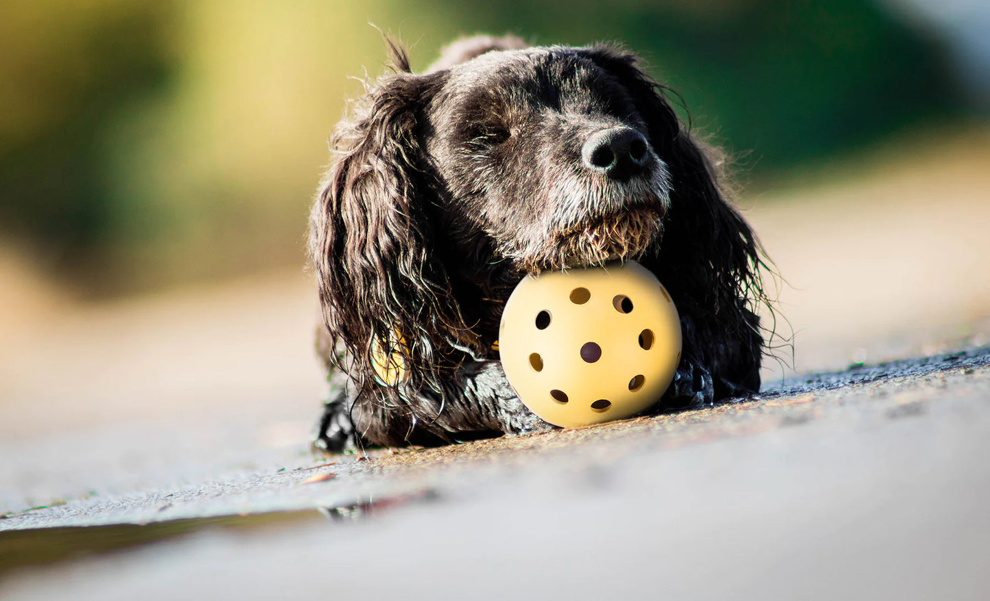 Trixie Hole Ball With Bell Natural Rubber Dia Toy For Dogs 7cm