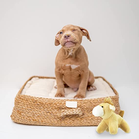 Petsport Tiny Tots Bars Buddies Plush & Squeaker Assorted Toy For Dogs