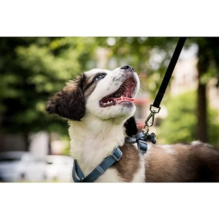 Trixie Classic Lead Black