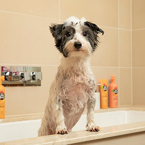 Pet Head Ditch The Dirt Deodorizing Shampoo Orange with Aloe Vera 300ml