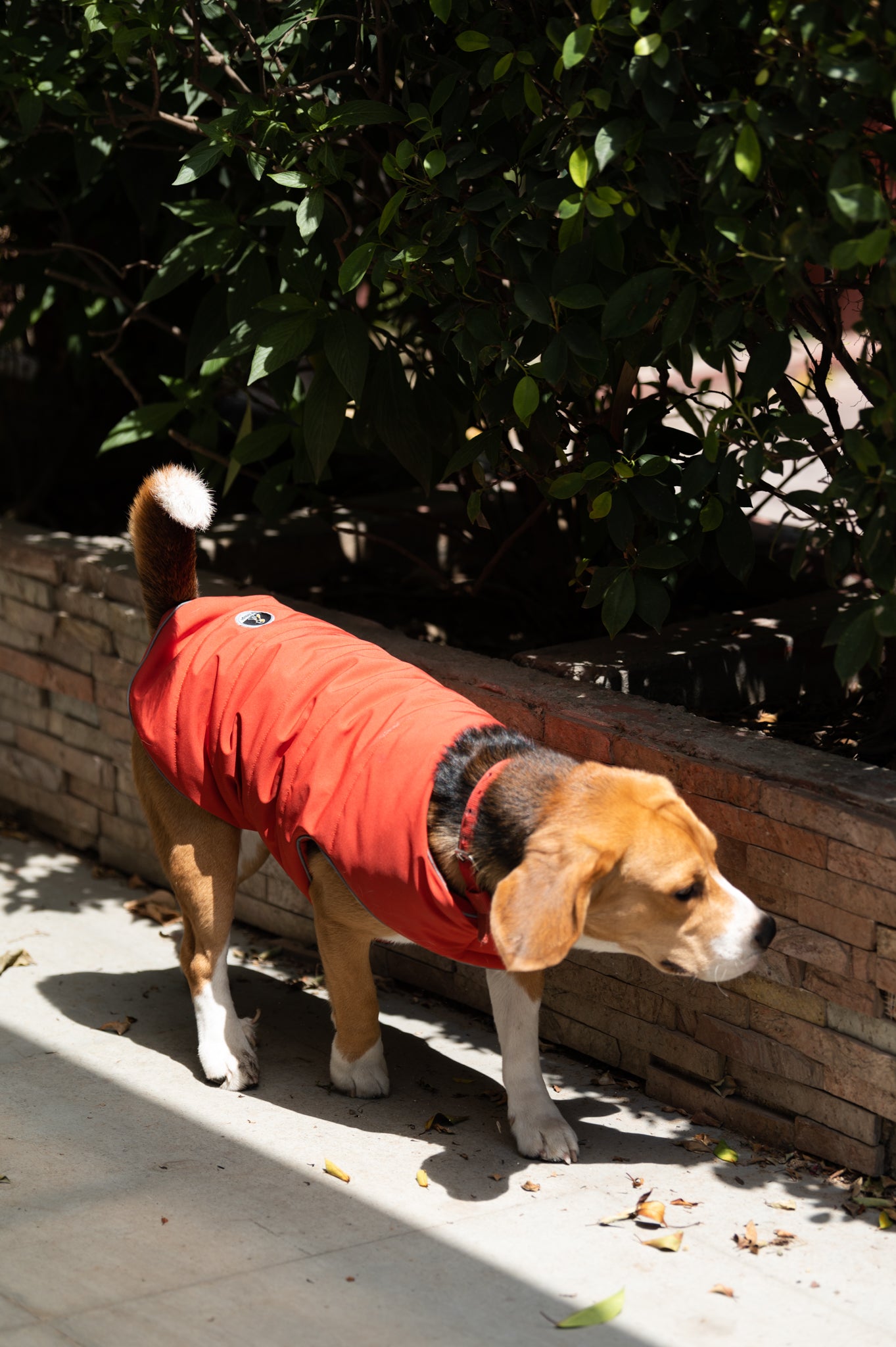 Pet Snugs Water-Resistant Top & Soft Cotton Lining Jacket For Your Furry Friend Rust Red