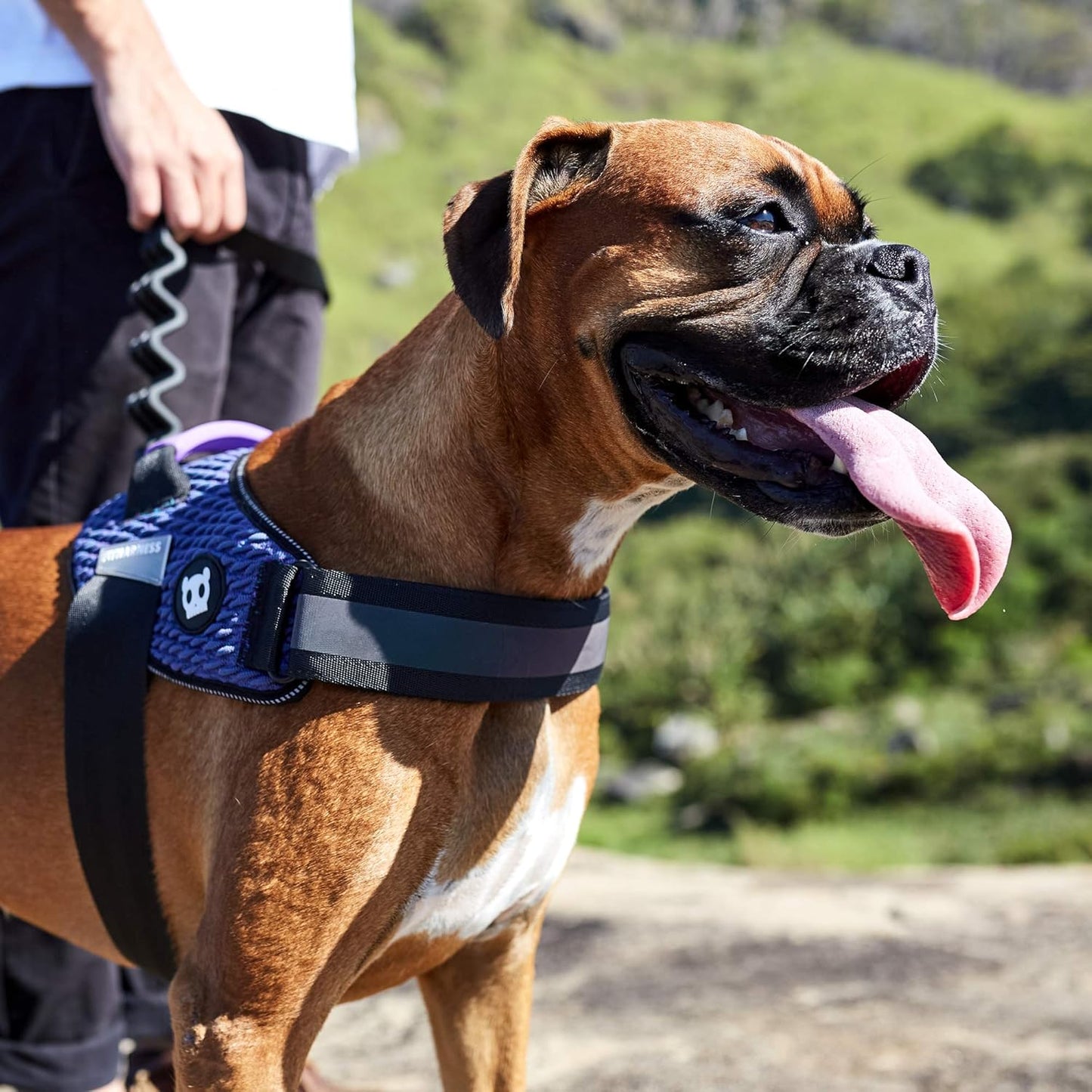 Zee dog Wicked Fly Harness For Dogs