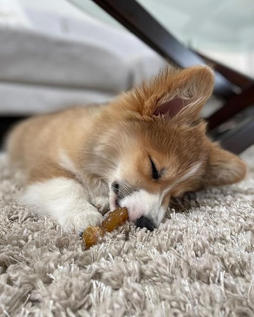 Nylabone Puppy Chew & Ring Bone Twin Pack Chicken Flavor Chew Toy Up to 16kg Dogs 13.97cm x 4.44cm x 2.54cm