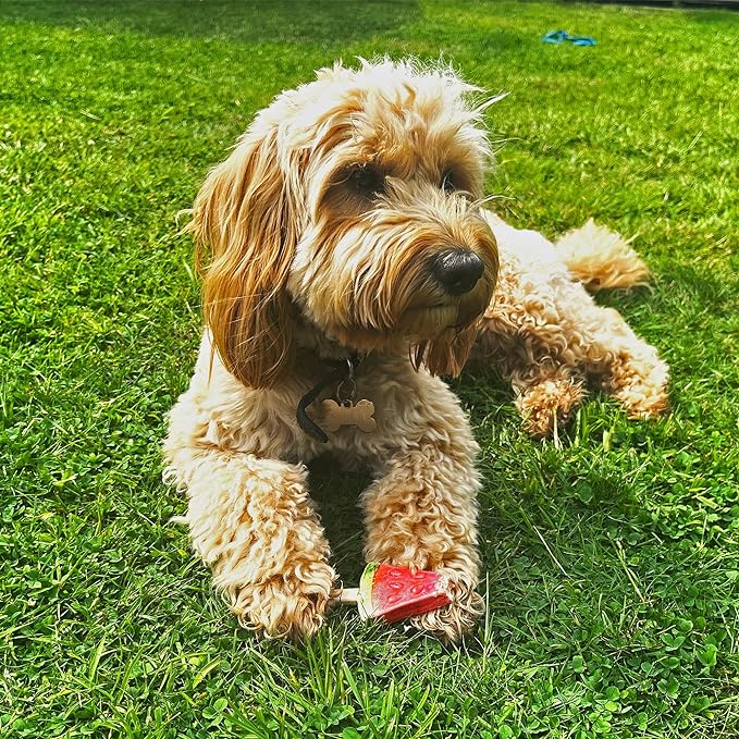 Pup Ice Ready to Freeze Fruity Lollies Adult Small Dog Treat Watermelon Flavor