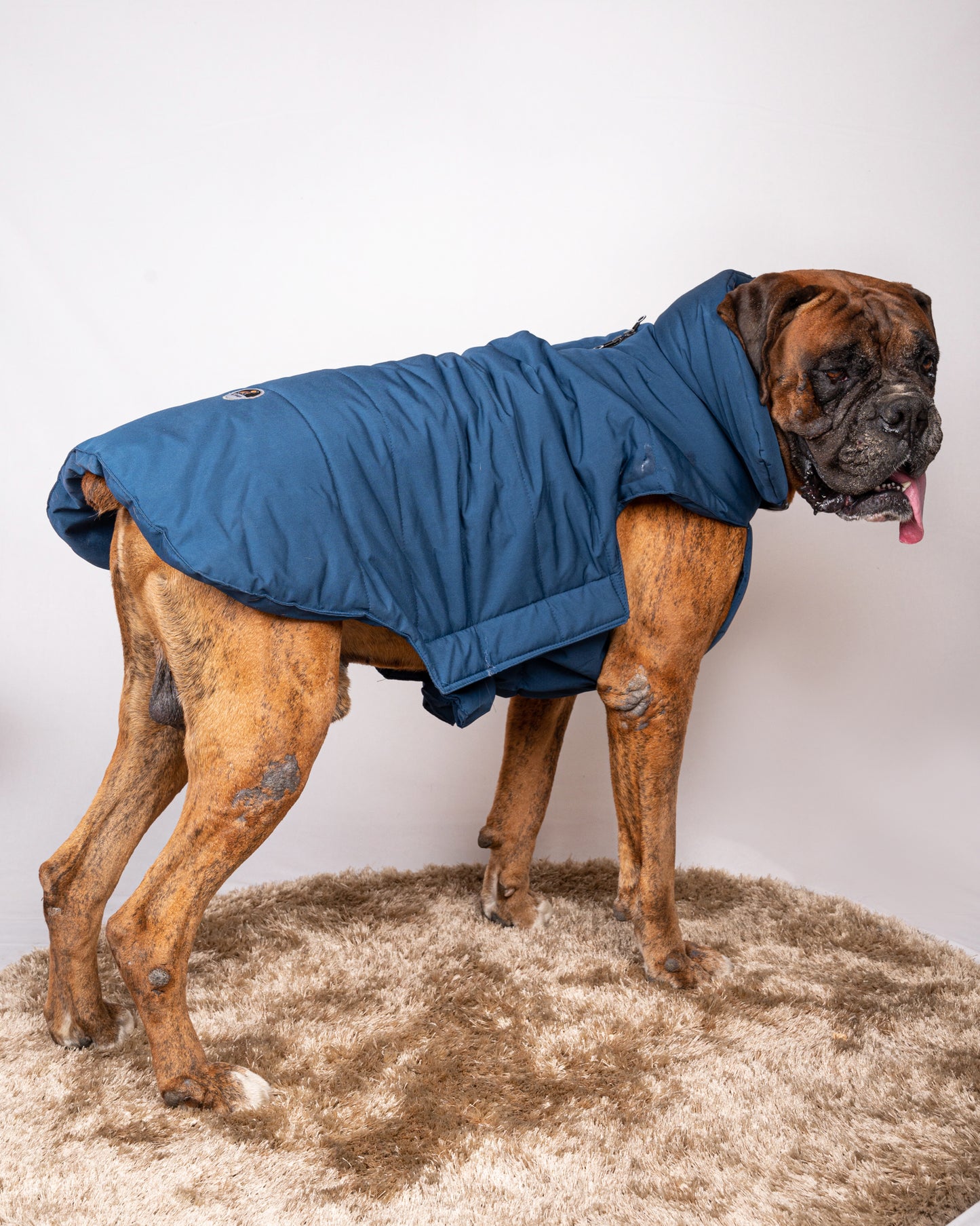 Pet Snugs Water-Resistant Top & Soft Cotton Lining Jacket For Your Furry Friend Blue
