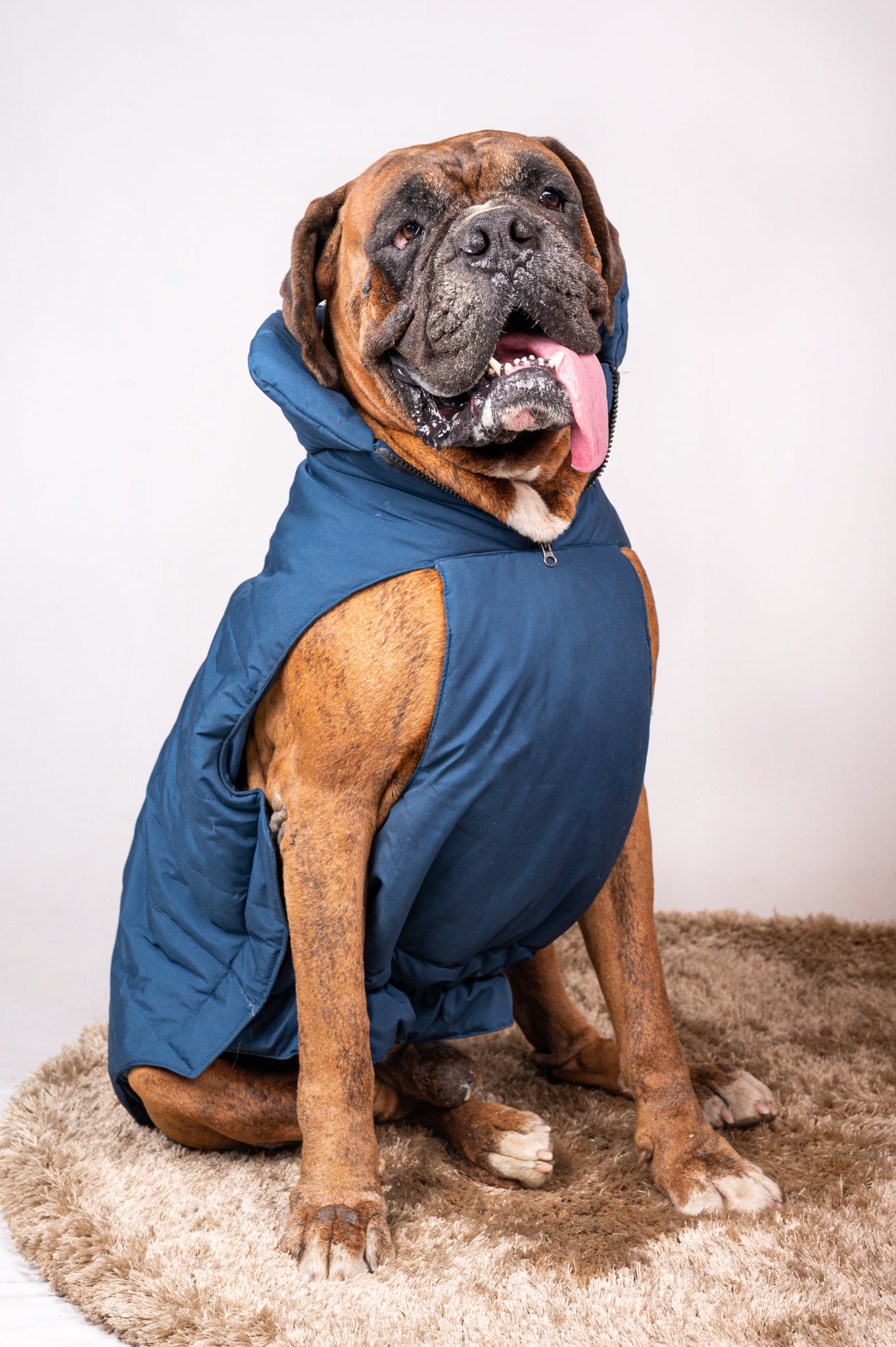Pet Snugs Water-Resistant Top & Soft Cotton Lining Jacket For Your Furry Friend Blue