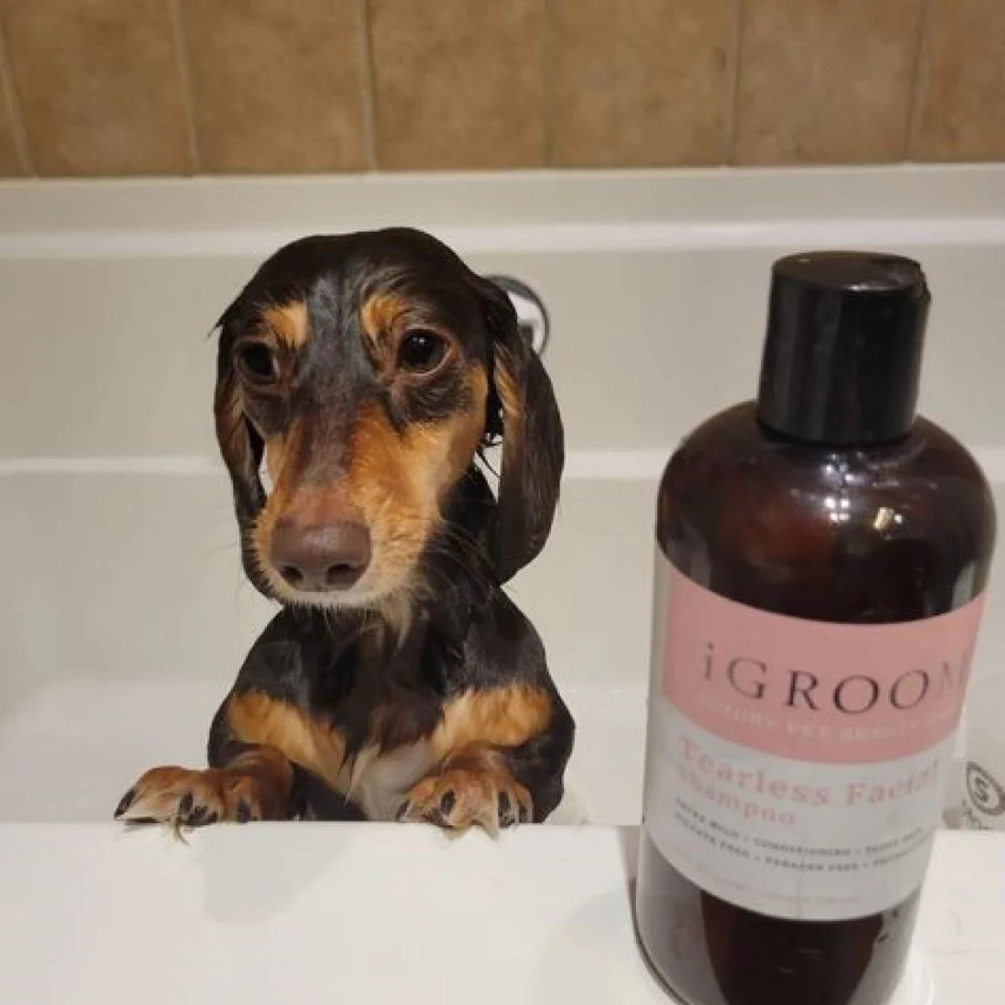 iGroom Tearless Facial Shampoo For Dog 473ml