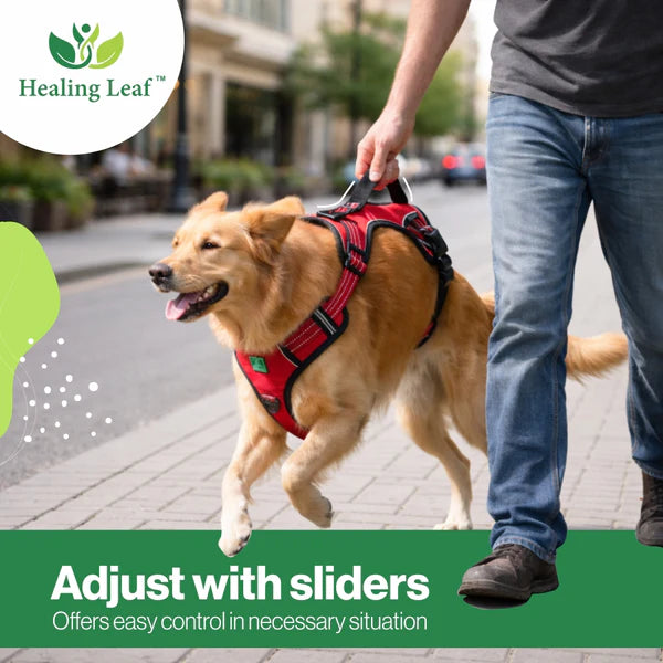 Healing Leaf Set of 3 Collar l Harness l Leash For Dogs l Black