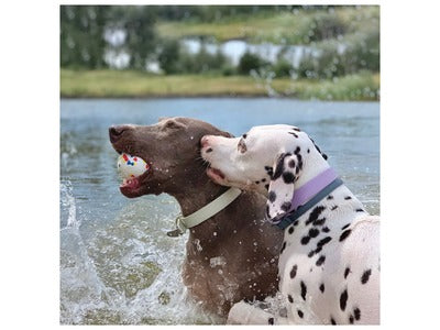 M-Pets Bloom Ball Mixed Color Toy For Dog 7cm