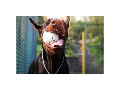 M-Pets Bloom Ball Mixed Color Toy For Dog 7cm