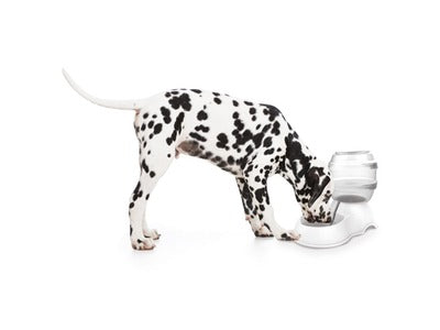 M-Pets Cylinder Water Dispenser For Dogs 3500ml
