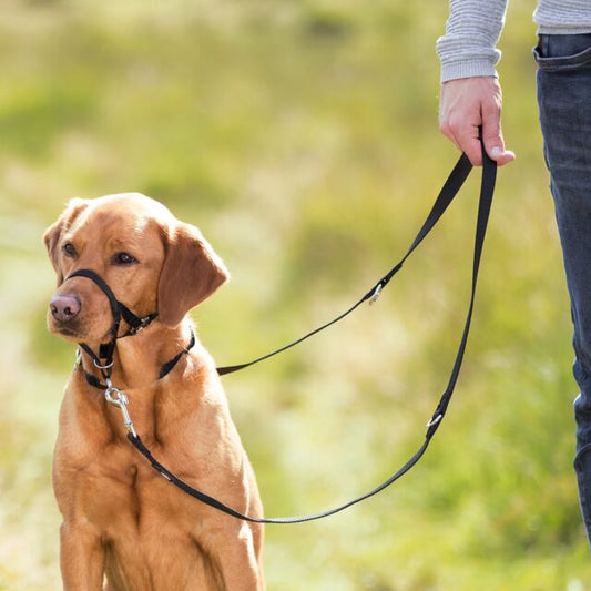 Trixie Top Trainer Training Harness For Dogs