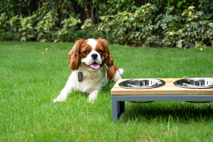 Pawpourri Wooden Top Mesh Diner For Dogs Size 6.6 (D), 16" (L) x 08" (W) x 5.5" (H)