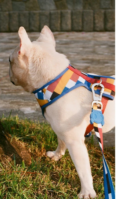 Zee dog Blocks Air Mesh Plus Harness For Dogs