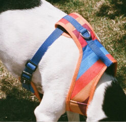 Zee dog Parker Air Mesh Plus Harness For Dogs