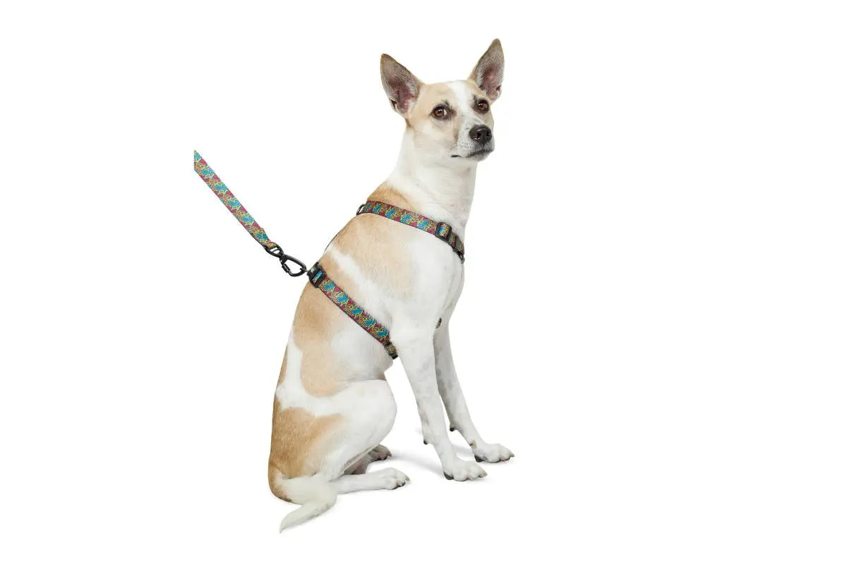 Zoomiez Bolt H - Harness For Dog