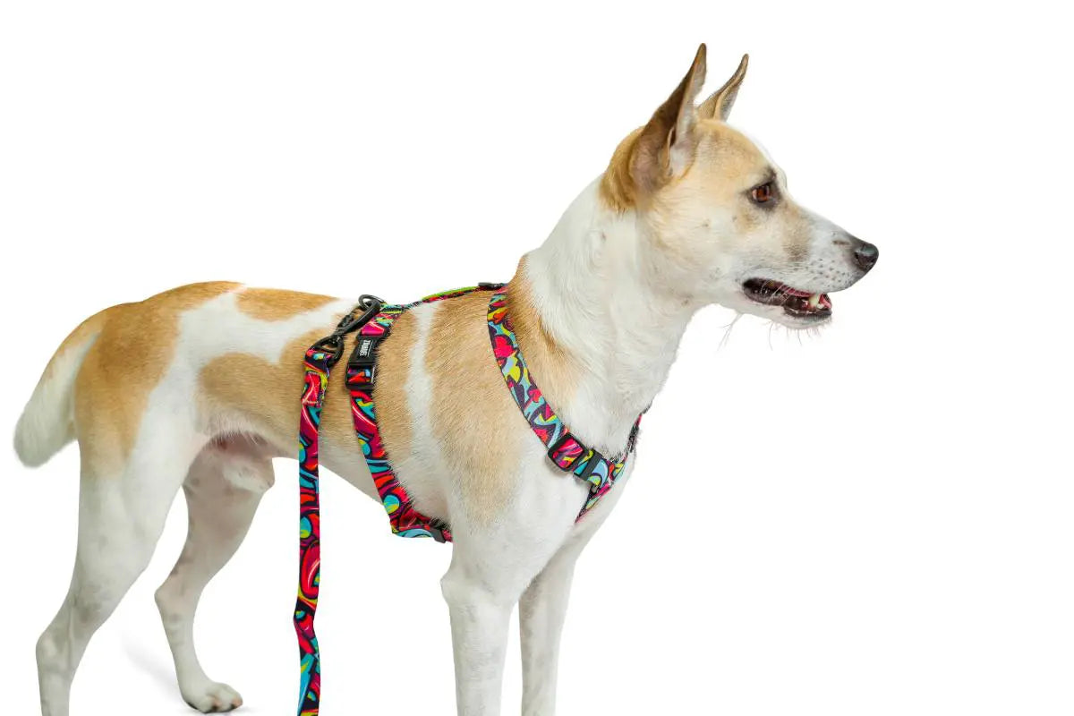 Zoomiez Drip H - Harness For Dog