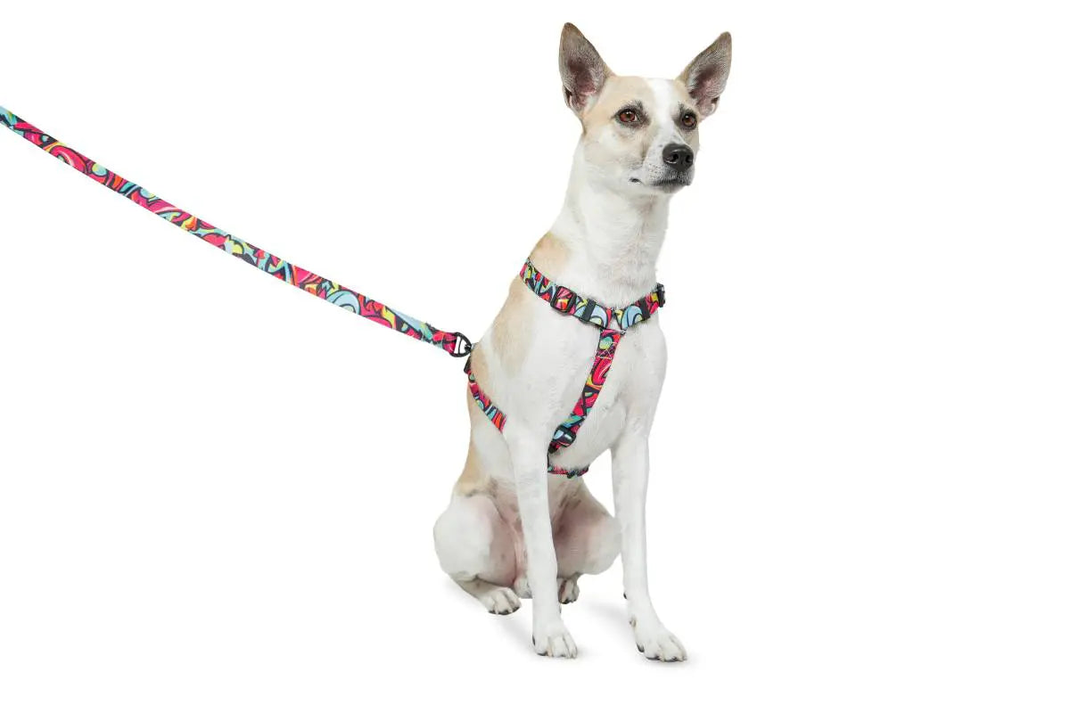 Zoomiez Drip H - Harness For Dog