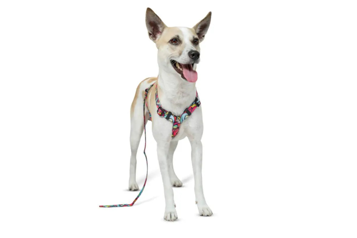Zoomiez Drip H - Harness For Dog