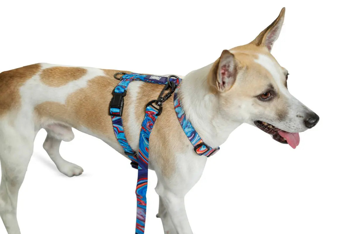 Zoomiez Fluid H - Harness For Dog