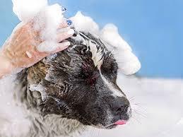 Bio-Groom So Gentle Hypo-Allergenic Vegan & Cruelty-free Cream Rinse Conditioner for Dog 3.8litre