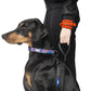 Zoomiez Hands-Free Mesh Dog Leash 162cm - Orange