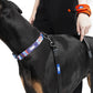 Zoomiez Hands-Free Mesh Dog Leash 162cm - Orange