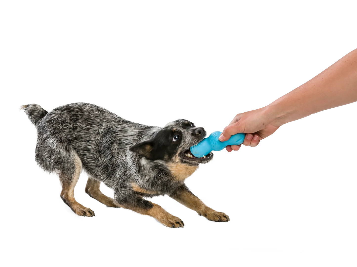 West Paw Zogoflex Rumpus Dog Toy - Aqua Blue