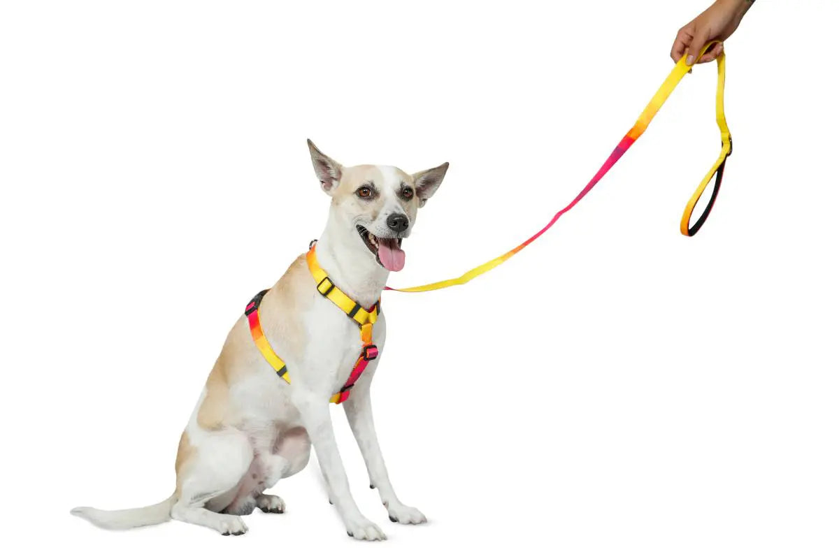 Zoomiez Solar H - Harness For Dog