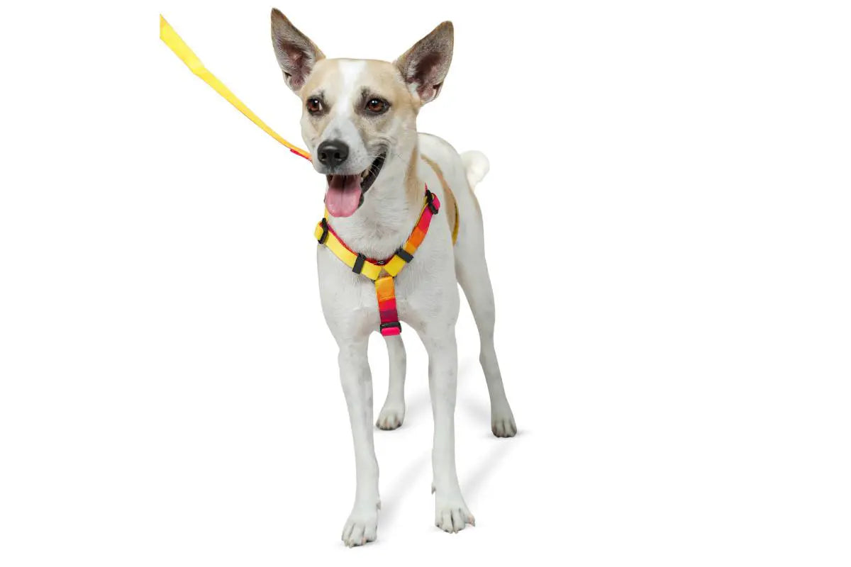 Zoomiez Solar H - Harness For Dog