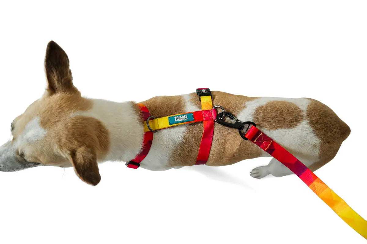 Zoomiez Solar H - Harness For Dog