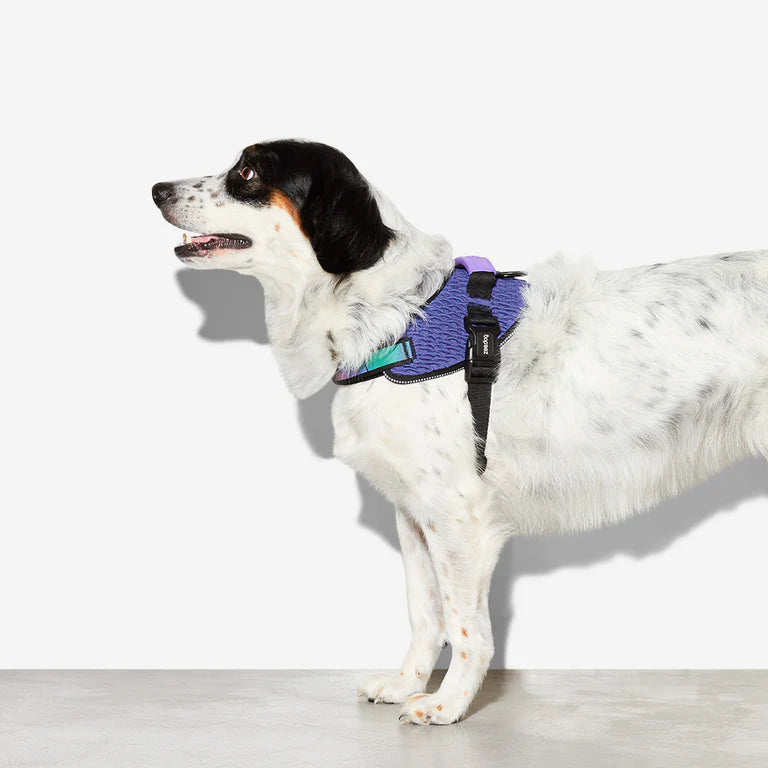 Zee dog Wicked Fly Harness For Dogs