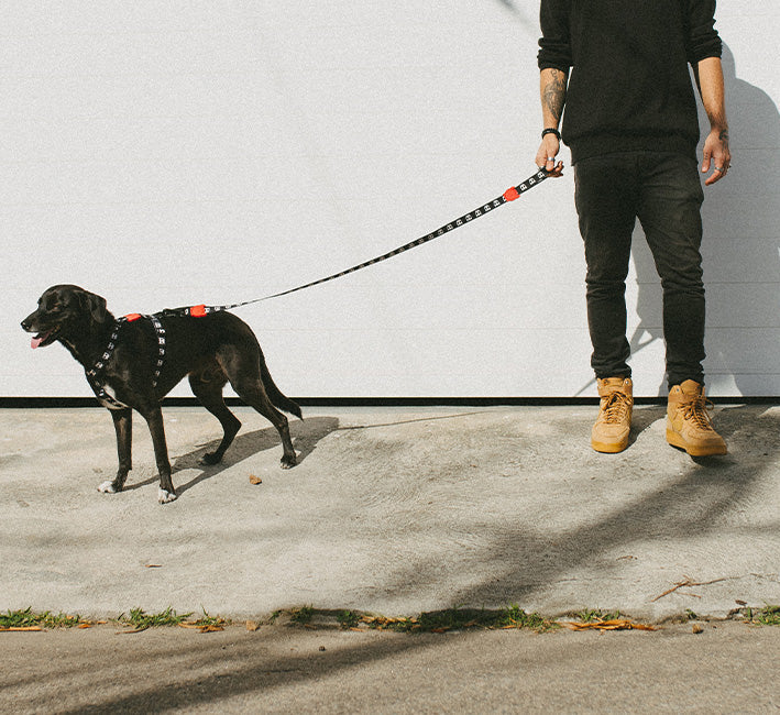 Zee dog Skull Dog Leash