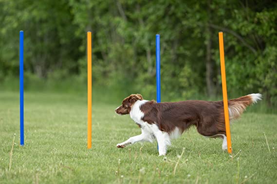Trixie Agility Slalom Weave Poles Set of 12 For Dogs