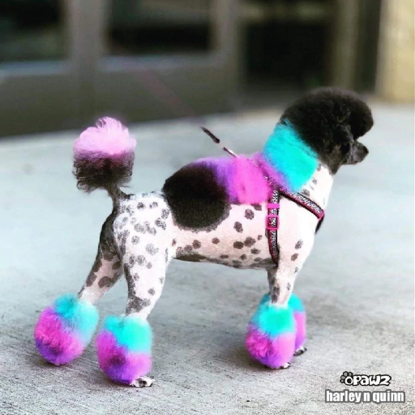 NewProject_11_1800x1800