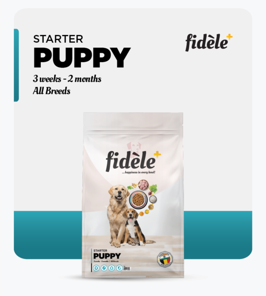 STARTER-PUPPY-540x600