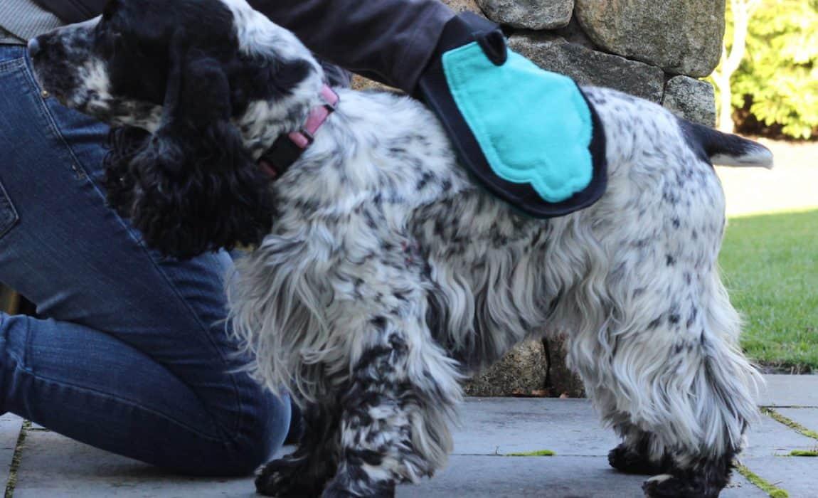 best-dog-glove-brush-1150x700-1