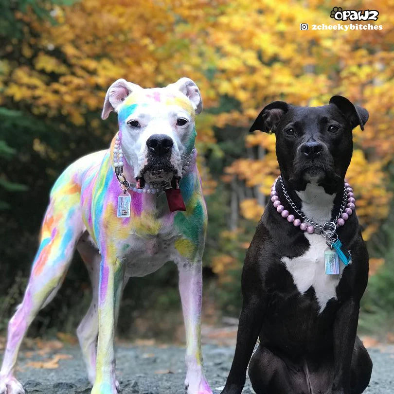 opawz_semi-permanent_dye_safe_for_dogs_and_cats_810x