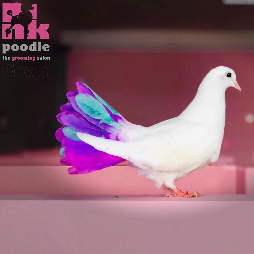 pethaircolourfordogandcatofopawz_874x