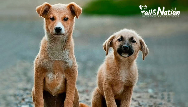 Are you looking to get a dog?