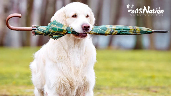 Your guide to monsoon pet care this rainy season