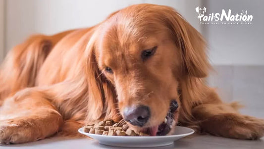Best Dog Food in India for Better Health and Nutrition